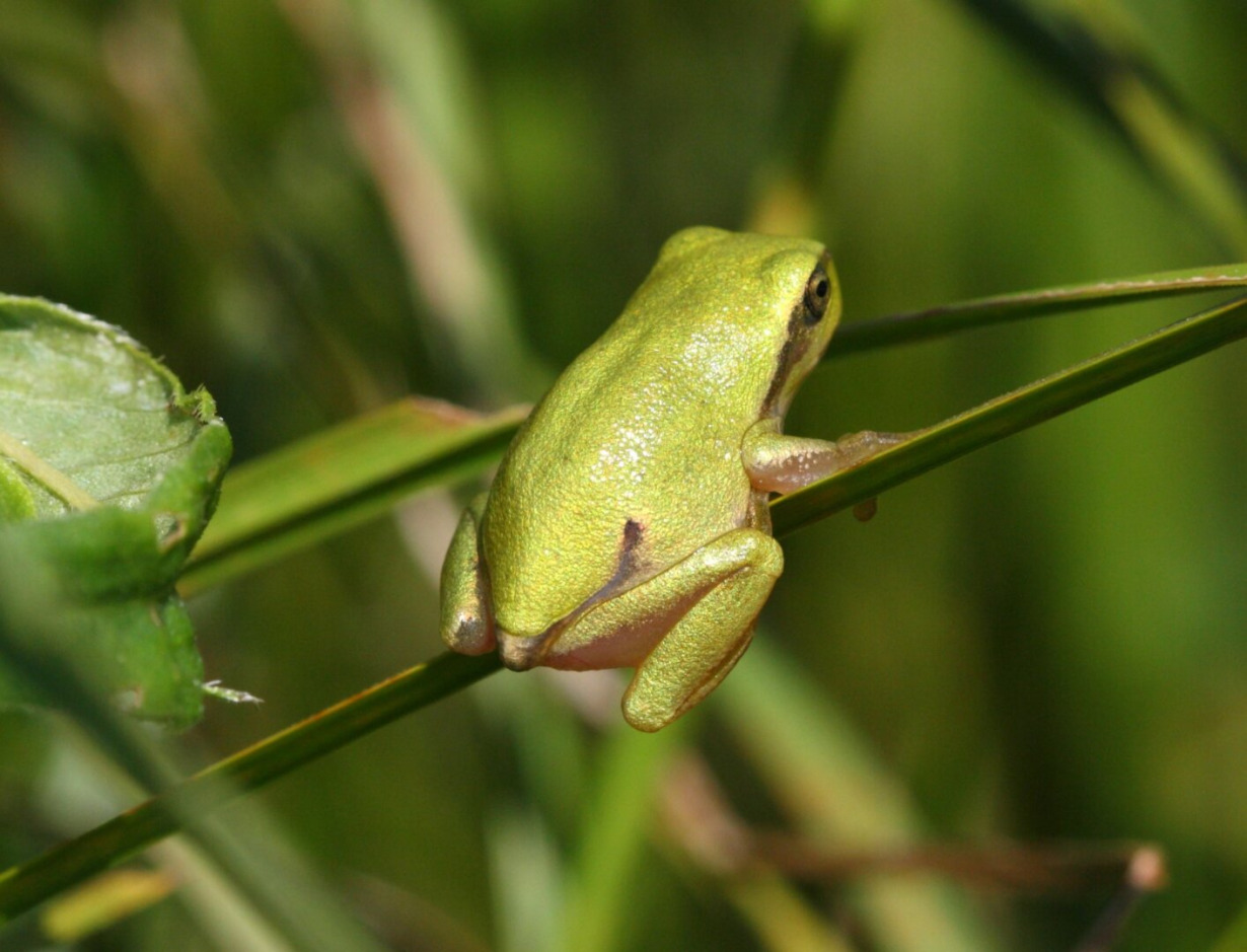 Lietuvos herpetologiniai draustiniai Visuotinė lietuvių enciklopedija