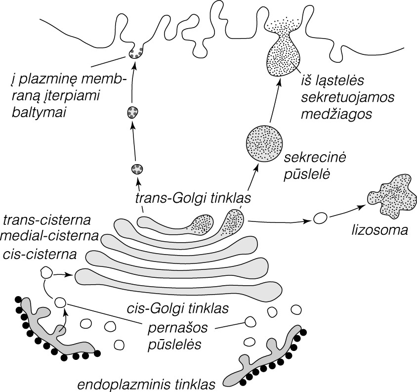 Golgi Kompleksas Visuotinė Lietuvių Enciklopedija