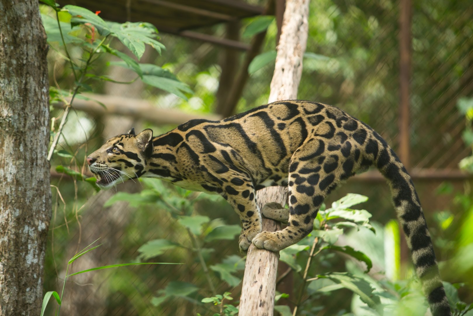 Duminis Leopardas Visuotinė Lietuvių Enciklopedija