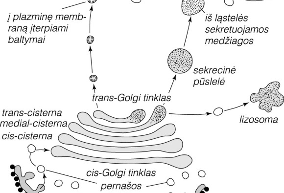 Golgi Kompleksas Visuotinė Lietuvių Enciklopedija