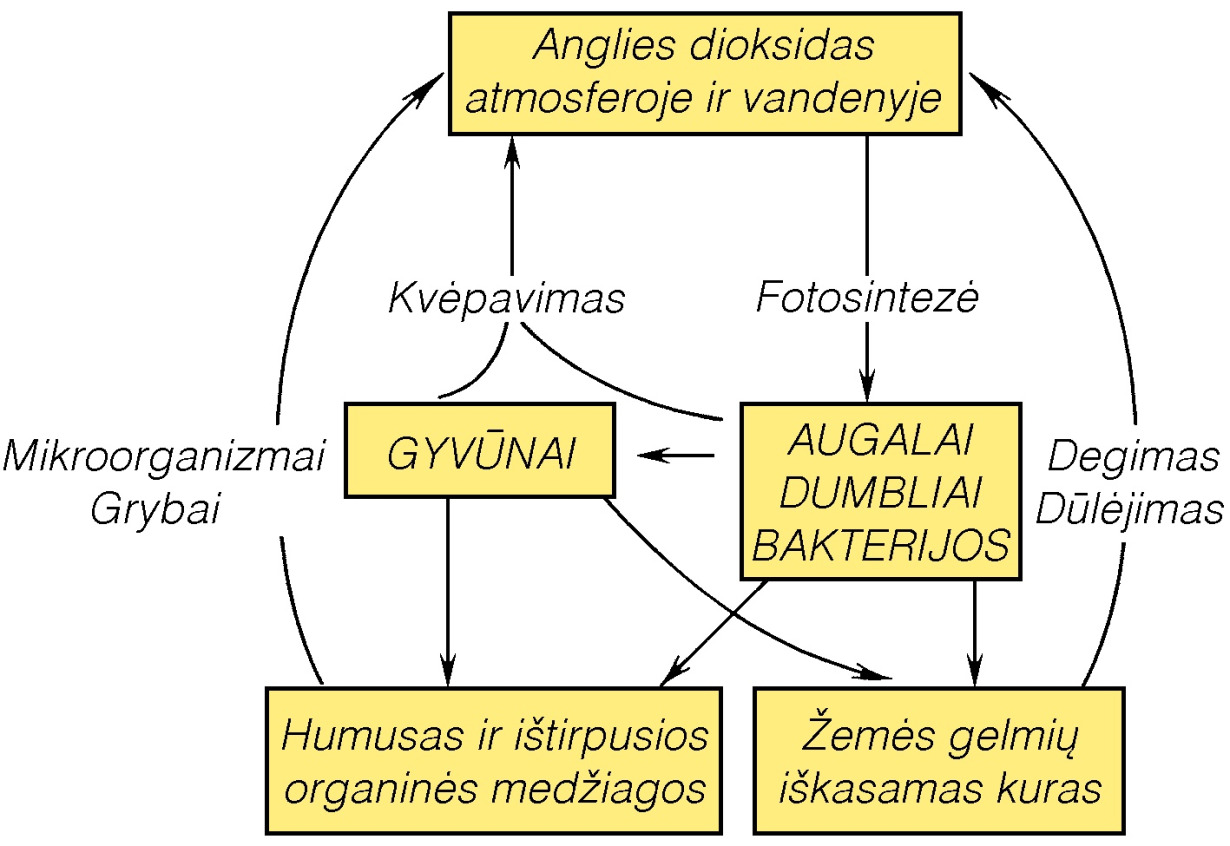 Anglis Visuotinė Lietuvių Enciklopedija